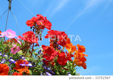 Arranging flower 15752567