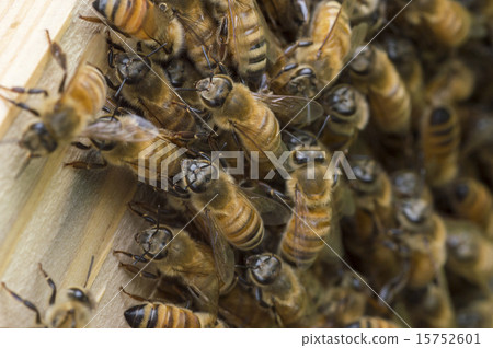 A bee 15752601