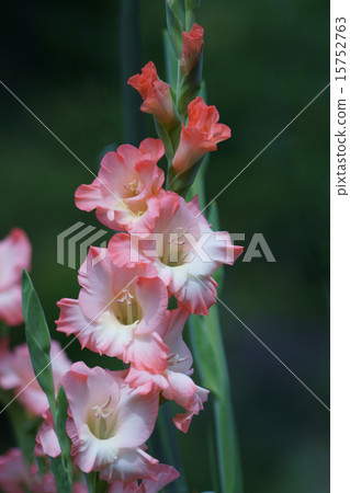 Gladiolus aka Tang iris 15752763