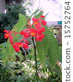 Begonia · Olacey Spot 15752764