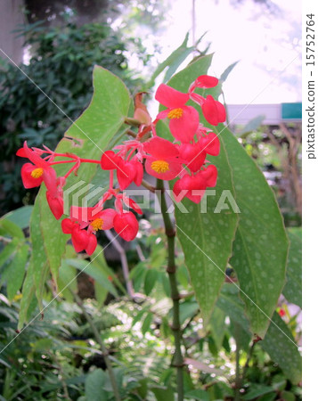 Begonia · Olacey Spot 15752764