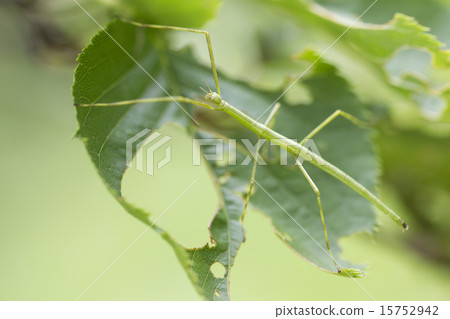Nanafushi larva 15752942