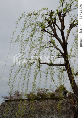 Yanagi and Ishigaki Yanagi and Ishigaki 15753120