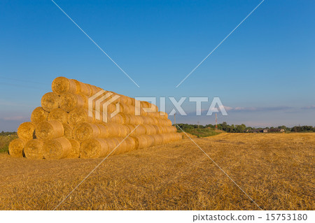Piled hay bales on a field against blue sky Piled hay bales on a field against blue sky 15753180