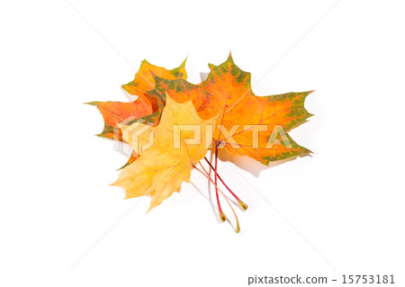 maple autumn leaves isolated on white background maple autumn leaves isolated on white background 15753181