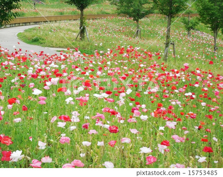 罌粟田 15753485