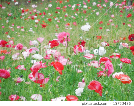 罌粟田 罌粟田 15753486