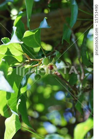 My name is Kanekaze Saekazura. Fruits are more beautiful than flowers. 15753490