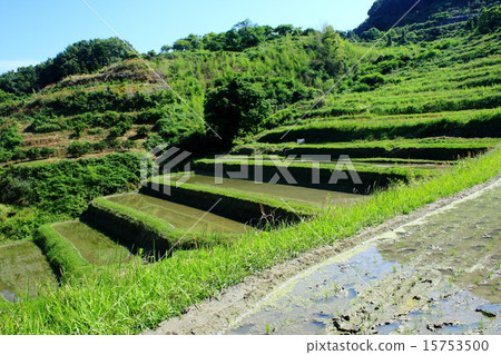 Rice paddy with water Rice paddy with water 15753500