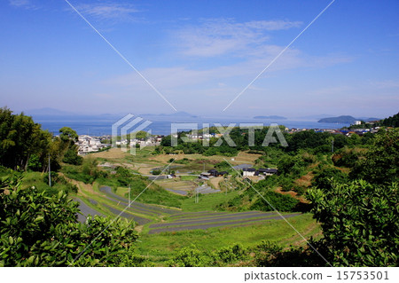 Rice terraces overlooking the cedar field and the Seto Inland Sea 15753501