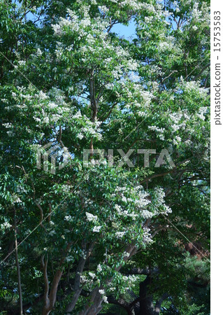 我是日本的Shima Suzuruberi先生。 15753583