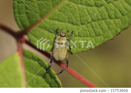 Living things insects Ashigata gogane, larva injure the roots of the lawn of the garden and adults ruin the flower bed flowers 15753608