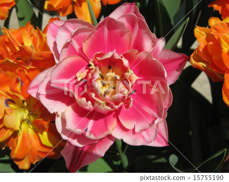 Columbus Columbus 15755190