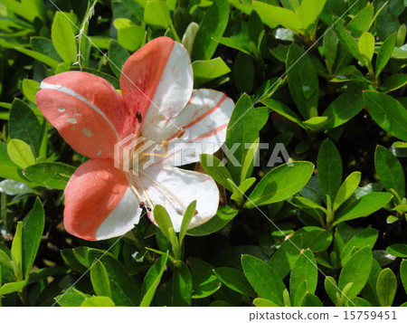 小月的花瓣 15759451