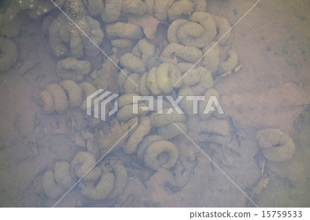 Egg salamander egg 15759533