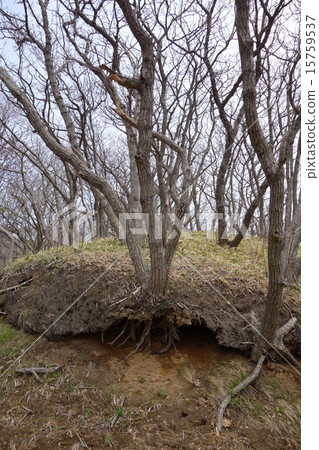 Mud landslides The root of the tree that became exposed Mud landslides The root of the tree that became exposed 15759537