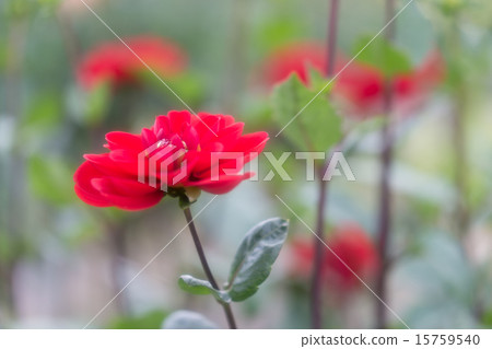 Dahlias variety (Azuma Red) 15759540
