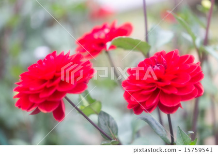 Dahlias variety (Azuma Red) 15759541