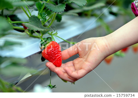 草莓採摘 15759734