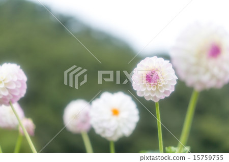 大麗花品種(Hakusan Tamari) 大麗花品種(Hakusan Tamari) 15759755