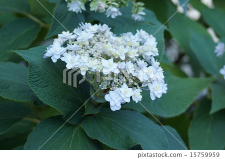 My name is Hydrangea Hydrangea and I am Hydrangea. 15759959