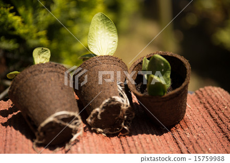 種植園藝苗木 15759988