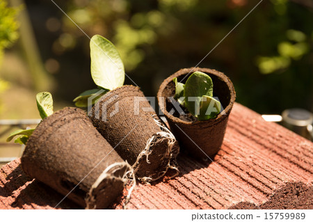 Planting of gardening seedlings 15759989