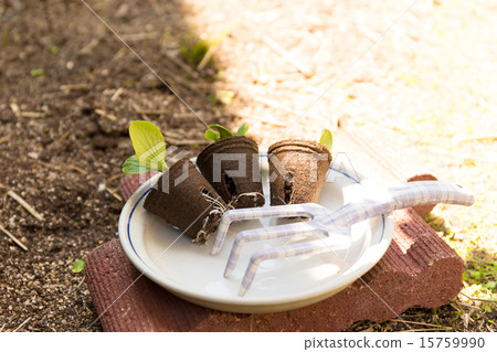 種植園藝苗木 15759990