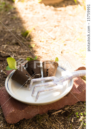 Planting of gardening seedlings Planting of gardening seedlings 15759991
