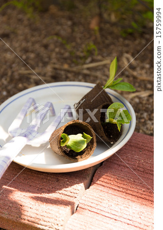 Planting of gardening seedlings 15759994