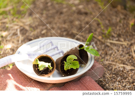 種植園藝苗木 15759995