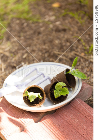 種植園藝苗木 15759996