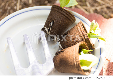 種植園藝苗木 15759998