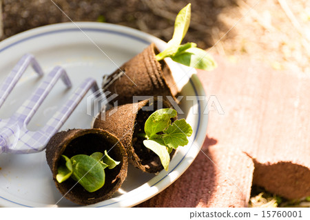 種植園藝苗木 15760001