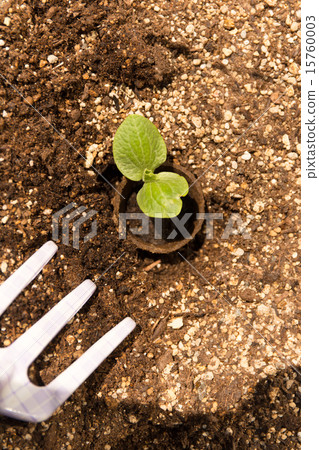 種植園藝苗木 種植園藝苗木 15760003