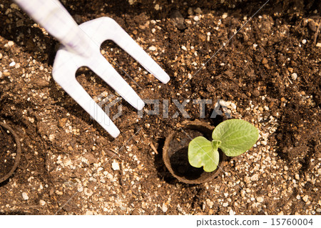 Planting of gardening seedlings 15760004