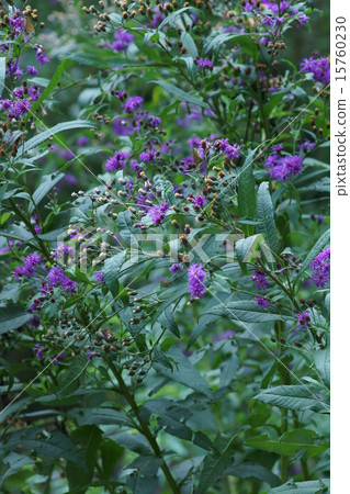 My name is Yanagida Mura Grass Willow Tamurasou. My name is Yanagida Mura Grass Willow Tamurasou. 15760230