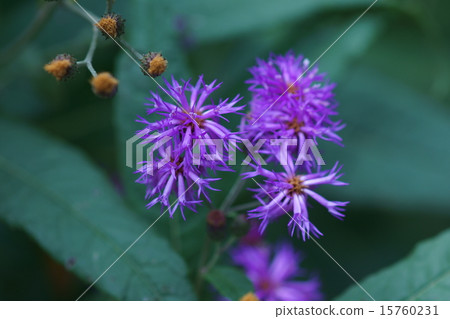 My name is Yanagida Mura Grass Willow Tamurasou. My name is Yanagida Mura Grass Willow Tamurasou. 15760231