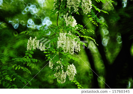 Flower of Acacia (fake acacia) 15760345