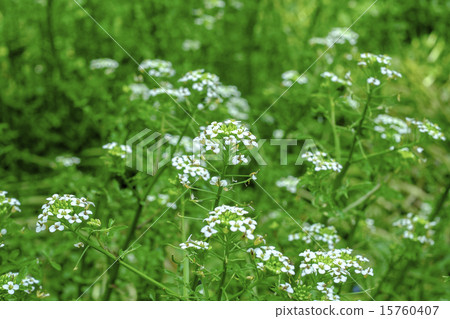 水田芥花 水田芥花 15760407