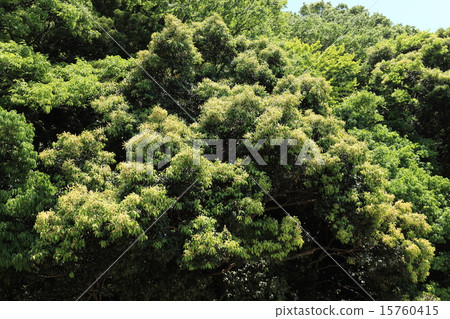 天然植物sadajii 當花和幼葉覆蓋樹木時 整體變為淡黃色 照片素材 圖片 圖庫