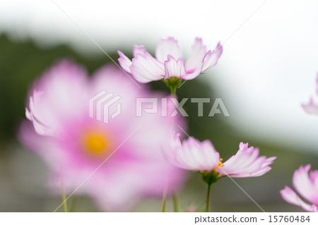 Cosmos Picoty（白色） 15760484