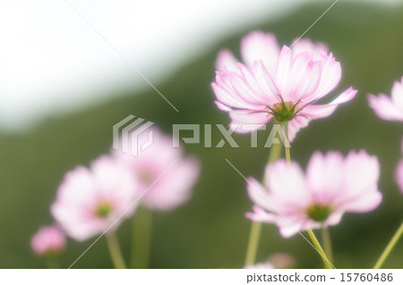 Cosmos Picoty（白色） 15760486