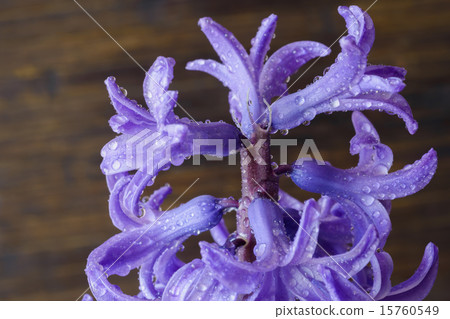 hyacinth 15760549