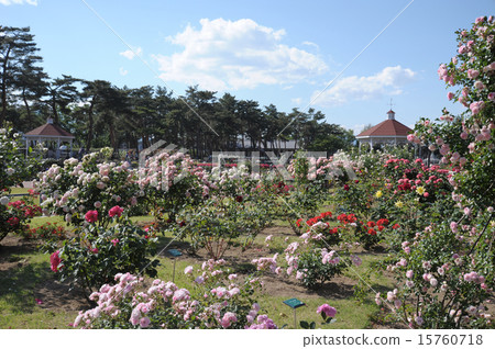 Rose garden of Shimoshima park in Maebashi-shi 15760718