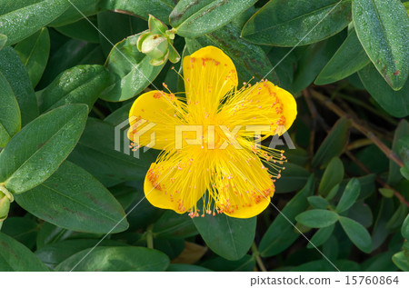 Flowering immediately after seeing from the top Hiecellik · Kalisynam 15760864