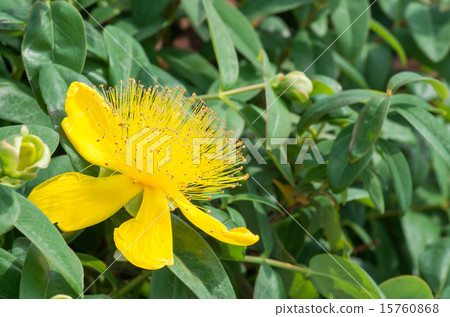 Hippelicam / Kalisynam 15760868