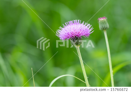 薊花和芽 薊花和芽 15760872