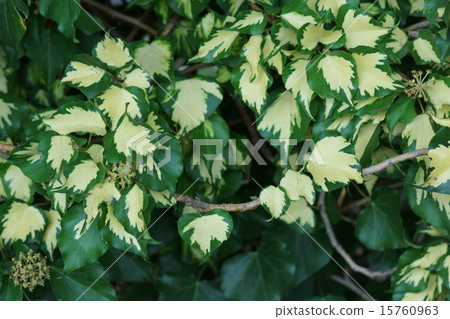 Ivy hedera west vinegar Ivy hedera west vinegar 15760963
