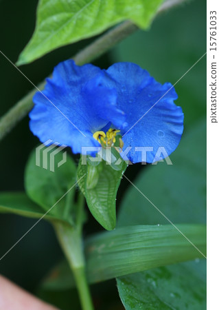 我是一個大帽子的花童。這是大草。 15761033